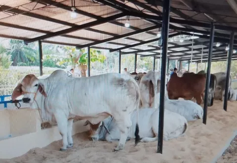 Feria de Ocú abre sus puertas el miércoles 18 de enero