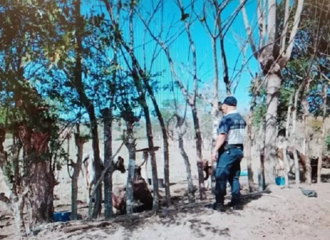 Ganaderos herreranos preocupados por hurtos de reses