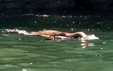 Guardaparques divisan león marino en Golfo chiricano