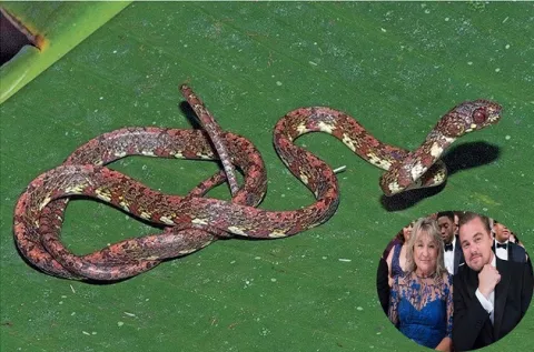 DiCaprio le coloca el nombre de su mamá a serpiente descubierta en Panamá