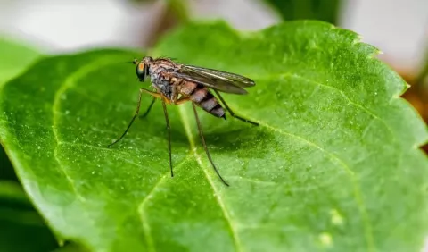 Sucre no descarta una alerta roja por el aumento de casos de malaria