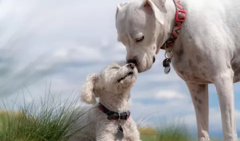 Sacos anales, carta de presentación de los perros