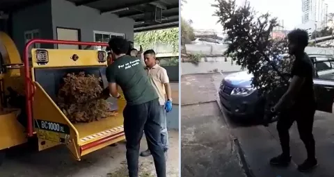 Arbolitos de Navidad son transformados en abono