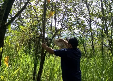  Primer rescate de vida silvestre en Chiriquí este año 2023