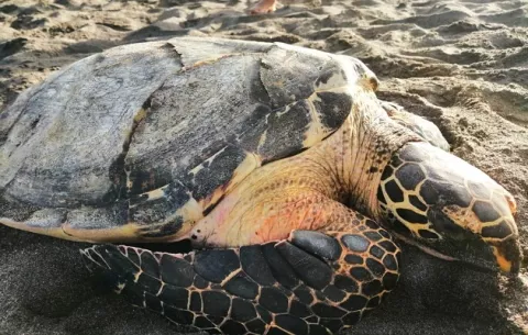 Tortugas marinas de Panamá contarán con mayor protección