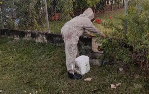 Reportes de abejas africanizadas van al alza en Panamá