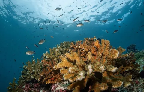 Arrecifes coralinos de Panamá serían más resistentes