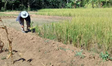 Costos de fertilizantes y protestas provocaron baja producción de arroz 