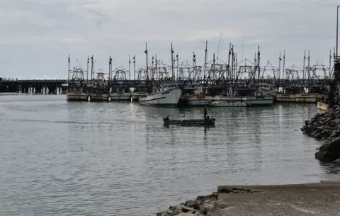 Barcos camaroneros afectados por bajo precio del producto