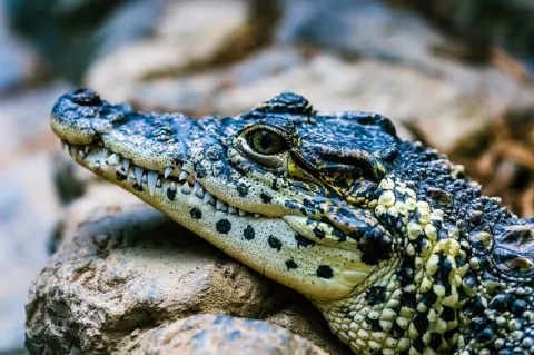 Caimán mata a anciana que defendía a su perro