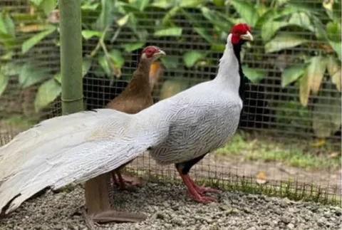 Hurtan 9 faisanes en el Zoológico El Níspero de El Valle