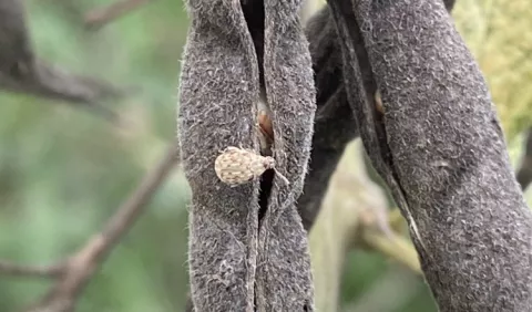 Identifican potencial plaga de los granos secos del guandú 