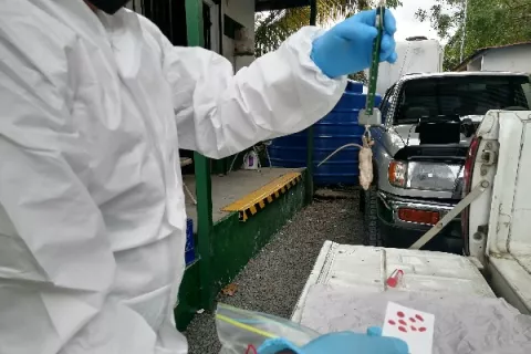 Confirman primera defunción por hantavirus en Herrera 
