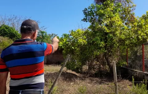 IDIAP importará semillas de marañón de Brasil