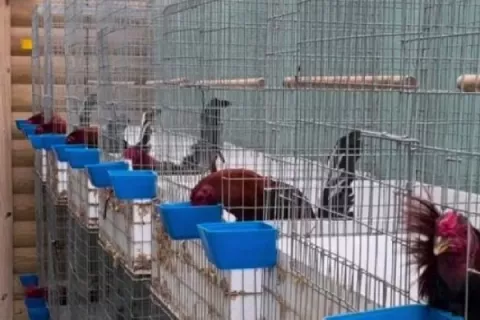 Galleros preocupados por prohibición temporal de peleas