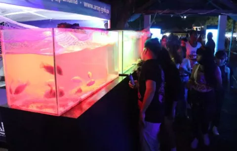 Peces multicolores, atractivos de la Feria de La Chorrera  