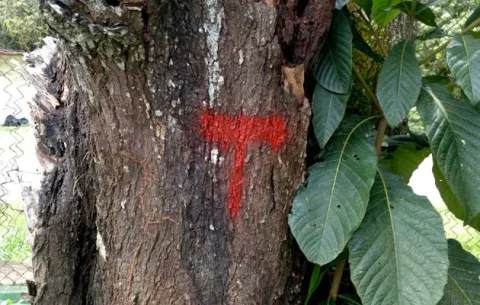 ¿Cómo se tramita la poda o tala de árboles en Panamá?