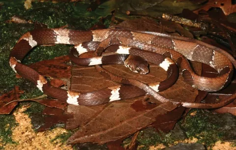 Científicos encuentran a la serpiente escondida de Panamá