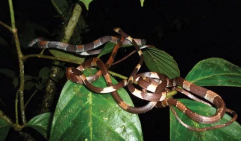 Áreas remotas acogerían más especies de serpientes