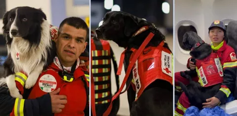 Perros rescatistas viajan a Turquía para brindar apoyo