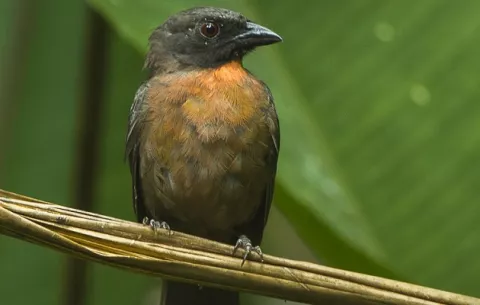 Panamá tiene un nuevo registro de ave: la Habia carinegra