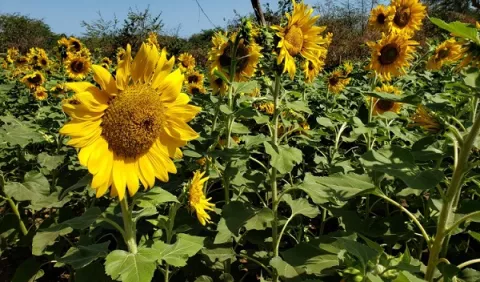 Barranquilla: Campo de girasoles, un atractivo turístico