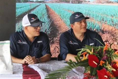 Presentan a productores nuevas variedades de cebolla