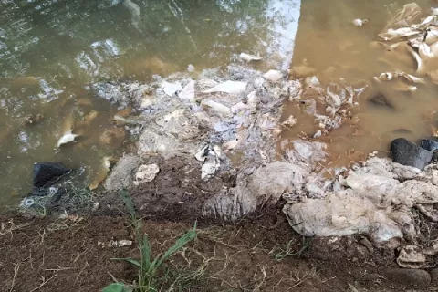 Investigan vertido de víceras de cerdo al río Caño Quebrado