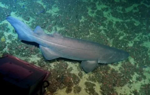 Cordillera de Coiba ganó prestigioso premio Blue Park