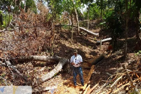 Detectan tala ilegal de árboles en Nueva Italia, Colón