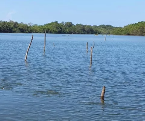 Retiran estacas ilegales para pesca en estero de Alanje 
