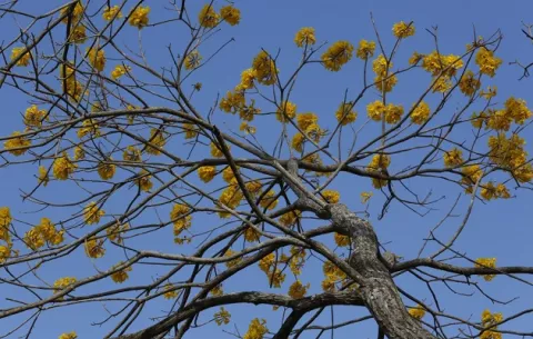 Cruzada para proteger al guayacán en Panamá