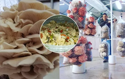 Pleurotus djamor, otra opción de hongo para sus platillos