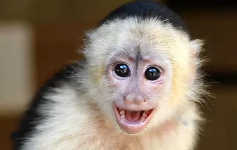 MiAmbiente decomisa monos y loros en Panamá Oeste