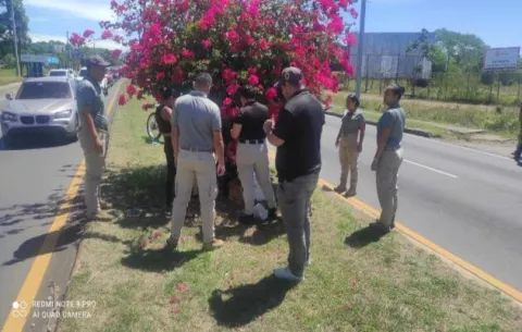 Captan a 85 migrantes irregulares en operativo en Chiriquí