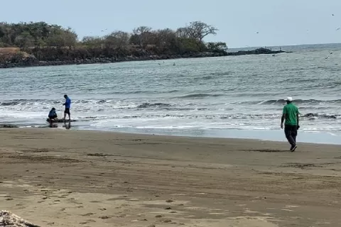 Miles de calamares quedan varados en las costas de Pedasí