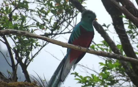 Quetzal aumenta su presencia en el Parque  La Amistad