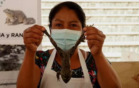 Comer rana, alternativa gastronómica en cuaresma 