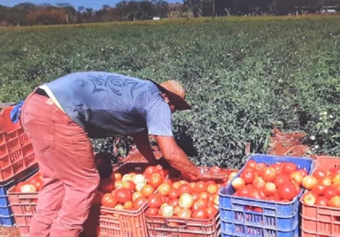 Con más hectáreas, inicia zafra de tomate en Los Santos