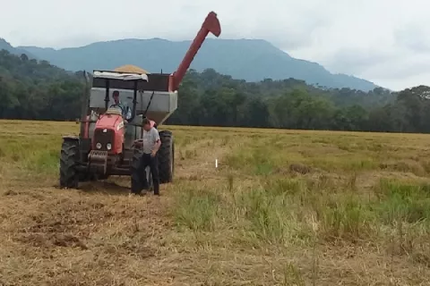 Productores de arroz amenazan con cierres por falta de pago
