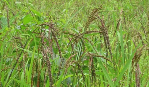 Arroz criollo, entre su lindo colorido y la conservación