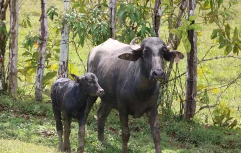En Panamá hay 12 mil cabezas de búfalos