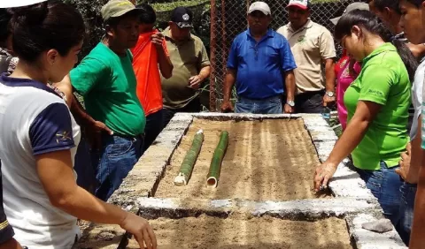 Bambú, la planta de los usos múltiples que se abre paso