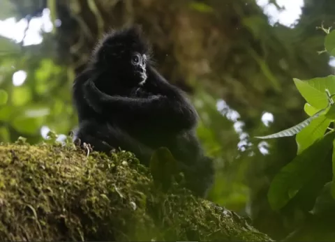 Reserva privada en Darién aporta especies únicas en el mundo