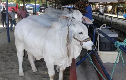 Feria de Azuero supera expectativas en número de visitantes
