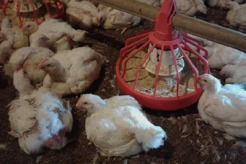 Mida asegura que mantienen bajo control  la gripe aviar 