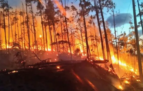 Fuego arrasa 100 hectáreas de la joya forestal La Yeguada