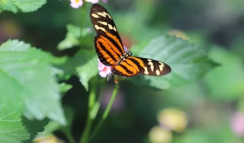 Mariposas, su importancia en el ecosistema