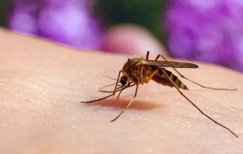 Panamá reporta 1,152 casos de dengue y 412 de leishmaniasis 