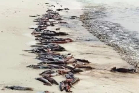 Segunda oleada de calamares fue avistada en Pedasí